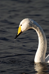 David Plant Photography - Wildlife Photographer - Whooper swan head - Z