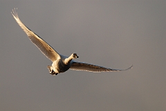 David Plant Photography - Wildlife Photographer - Whooper swan in flight - AC