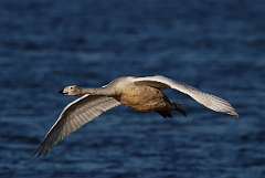 David Plant Photography - Wildlife Photographer - Whooper swan juvenile flying - Q