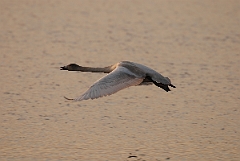 David Plant Photography - Wildlife Photographer - Whooper swan juvenile flying- G