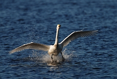 David Plant Photography - Wildlife Photographer - Whooper swan landing - T