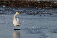 David Plant Photography - Wildlife Photographer - Whooper swan on ice - AP