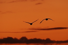 David Plant Photography - Wildlife Photographer - Whooper swan pair at sunset - AF