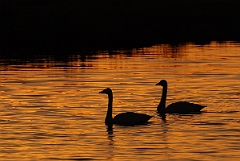 David Plant Photography - Wildlife Photographer - Whooper swan pair at sunset - M