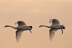 David Plant Photography - Wildlife Photographer - Whooper swan pair flying at dusk- I2
