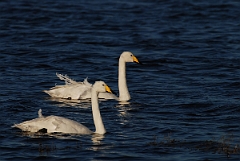 David Plant Photography - Wildlife Photographer - Whooper swan pair swimming - P