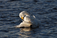 David Plant Photography - Wildlife Photographer - Whooper swan preening - X