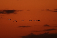 David Plant Photography - Wildlife Photographer - Whooper swan sextet in flight at dusk - AD