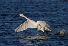 David Plant Photography - Wildlife Photographer - Whooper swan taking off - S
