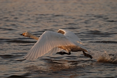 David Plant Photography - Wildlife Photographer - Whooper swan taking off at dusk- H