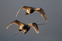 David Plant Photography - Wildlife Photographer - Whooper swan trio in flight - AA