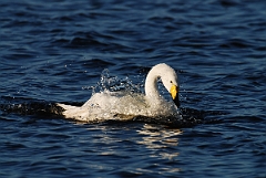 David Plant Photography - Wildlife Photographer - Whooper swan washing - V