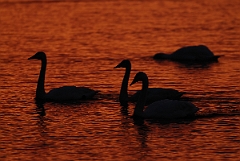 David Plant Photography - Wildlife Photographer - Whooper swans at sunset - AL