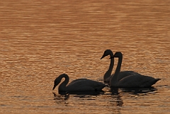 David Plant Photography - Wildlife Photographer - Whooper swans at sunset - K
