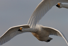 David Plant Photography - Wildlife Photographer - Whooper swans flying - AM