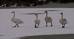 David Plant Photography - Wildlife Photographer - Whooper swans on snow - AR