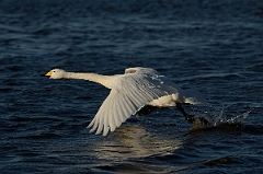 David Plant Photography - Wildlife Photography - Whooper swan - AT