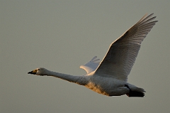 David Plant Photography - Wildlife Photography - Whooper swan - AU