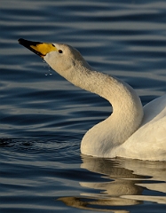 David Plant Photography - Wildlife Photography - Whooper swan - AV