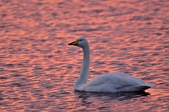 David Plant Photography - Wildlife Photography - Whooper swan - AZ