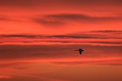 David Plant Photography - Wildlife Photography - Whooper swan - BA