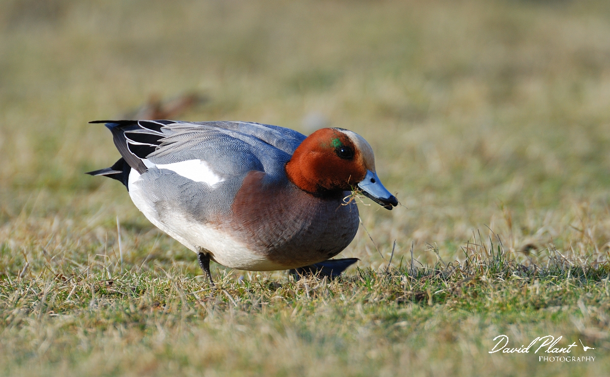 David Plant Photography - Wildlife Photographer - Wigeon male - B.jpg - Wigeon, male feeding on grass - Slimbridge