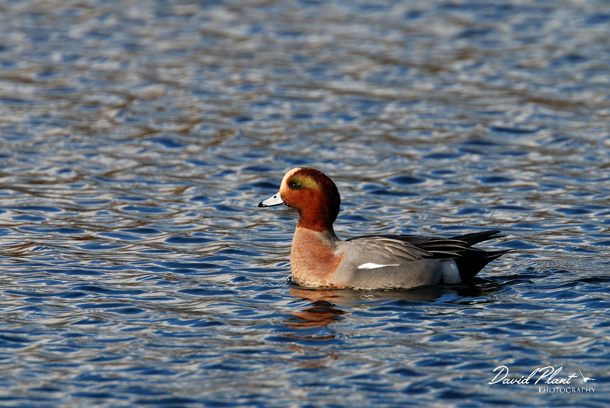 David Plant Photography - Wildlife Photography - Wigeon - D.jpg - Wigeon, male - Cambridgeshire