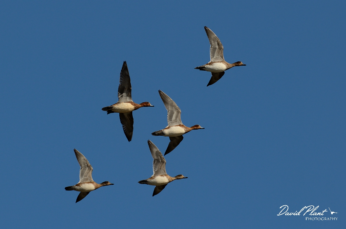 David Plant Photography - Wildlife Photography - Wigeon - E.jpg - Wigeon flock in flight - Norfolk