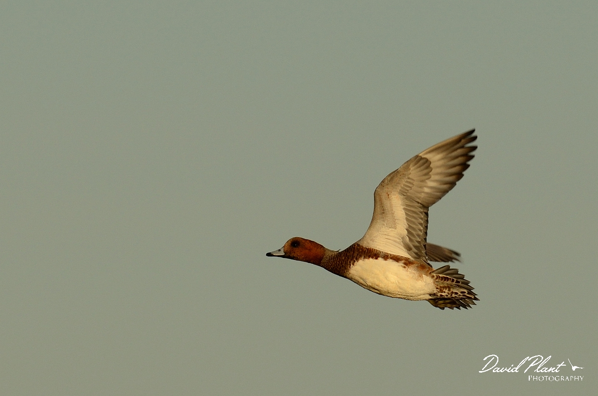David Plant Photography - Wildlife Photography - Wigeon - F.jpg - Wigeon in flight - Norfolk