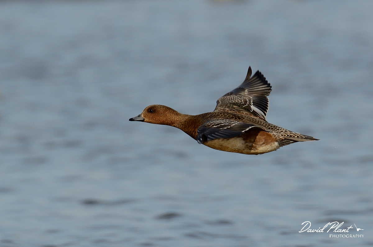 David Plant Photography - Wildlife Photography - Wigeon - G.jpg - Wigeon, female in flight - Slimbridge