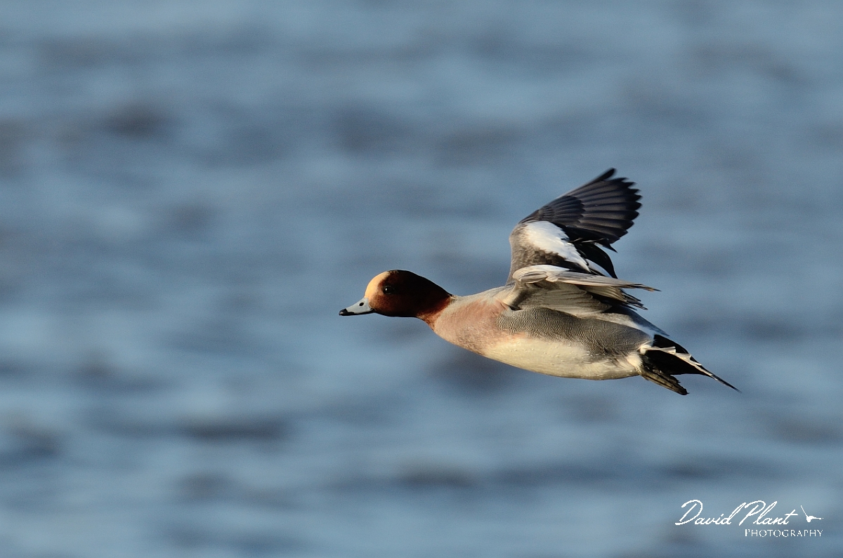 David Plant Photography - Wildlife Photography - Wigeon - H.jpg - Wigeon, male in flight - Welney