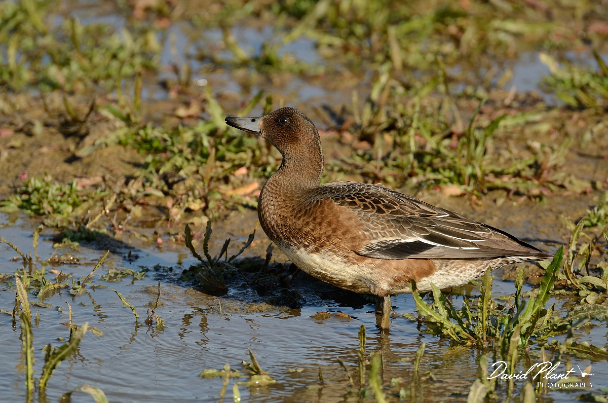David Plant Photography - Wildlife Photography - Wigeon - I.jpg - Wigeon female - Norfolk