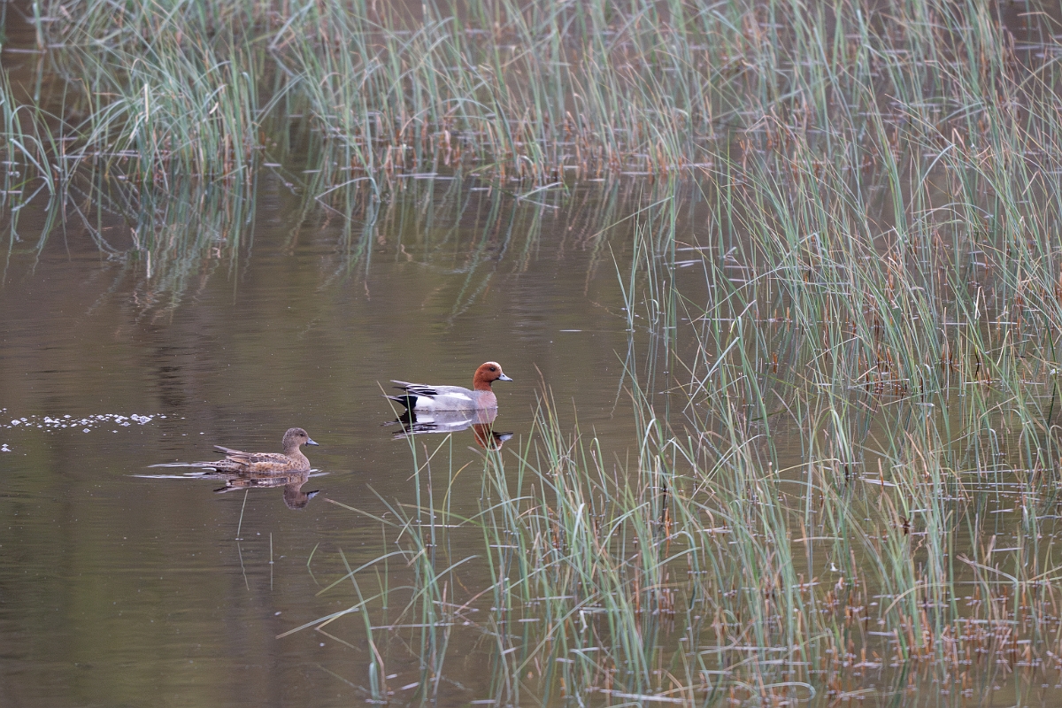David Plant Photography - Wildlife Photography - Wigeon - J.jpg - Wigeon, pair - Highlands