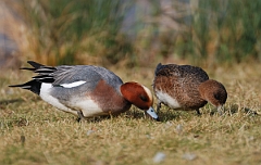 David Plant Photography - Wildlife Photographer - Wigeon male and female - A