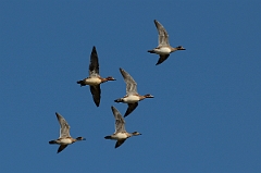 David Plant Photography - Wildlife Photography - Wigeon - E