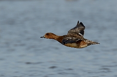 David Plant Photography - Wildlife Photography - Wigeon - G