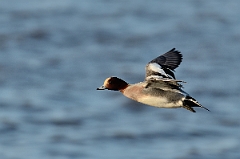 David Plant Photography - Wildlife Photography - Wigeon - H