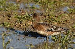 David Plant Photography - Wildlife Photography - Wigeon - I