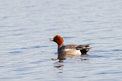 David Plant Photography - Wildlife Photography - Wigeon - K
