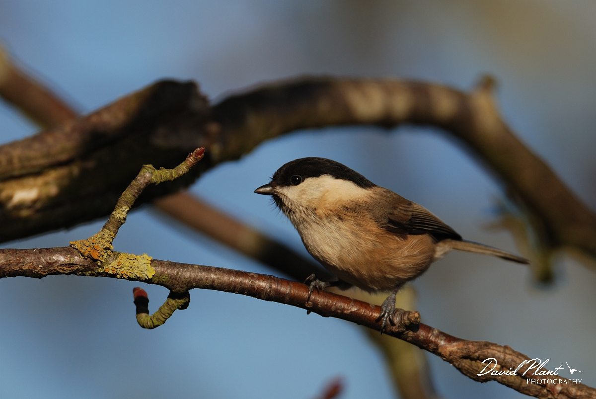 David Plant Photography - Wildlife Photographer - Willow tit - A.jpg - Willow tit - Leicestershire