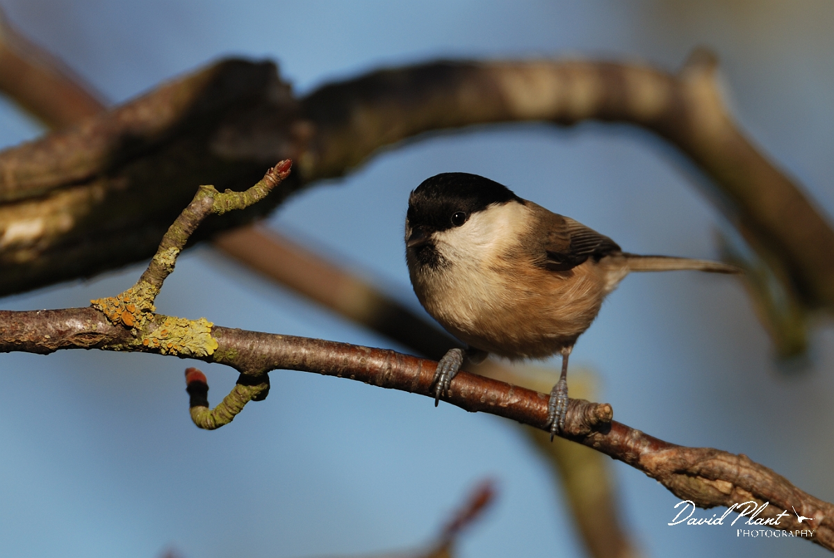 David Plant Photography - Wildlife Photographer - Willow tit - B.jpg - Willow tit - Leicestershire