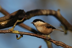 David Plant Photography - Wildlife Photographer - Willow tit - A