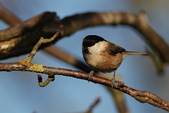 David Plant Photography - Wildlife Photographer - Willow tit - B