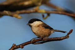 David Plant Photography - Wildlife Photographer - Willow tit - C