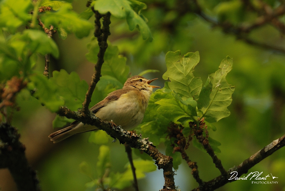 David Plant Photography - Wildlife Photography - Willow warbler - A.jpg - Willow warbler singing - Forest of Dean