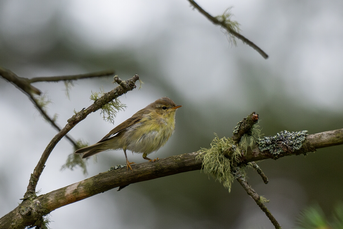 David Plant Photography - Wildlife Photography - Willow warbler - AB.jpg - Willow warbler - Cairngorms