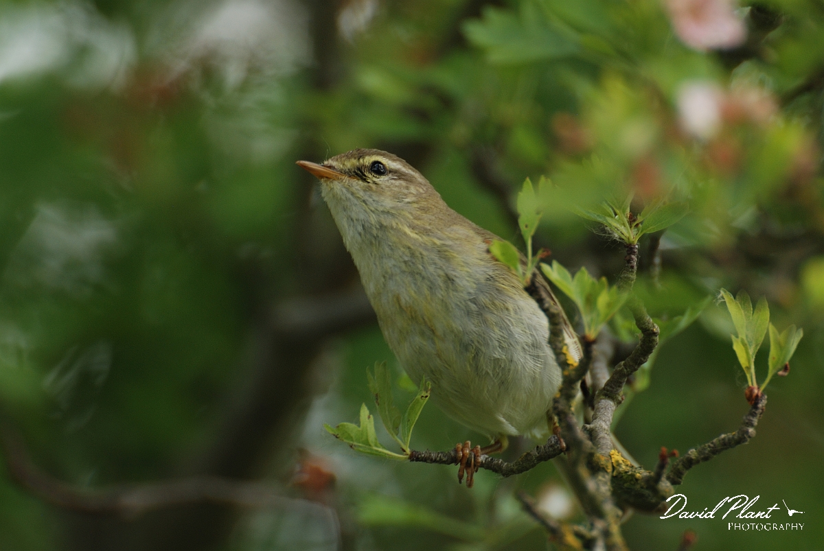 David Plant Photography - Wildlife Photography - Willow warbler - C.jpg - Willow warbler amongst hawthorn - Cambridegshire