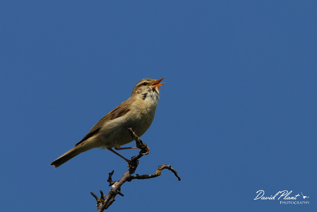 David Plant Photography - Wildlife Photography - Willow warbler - E.jpg - Willow warbler singing from perch - Cambridegshire