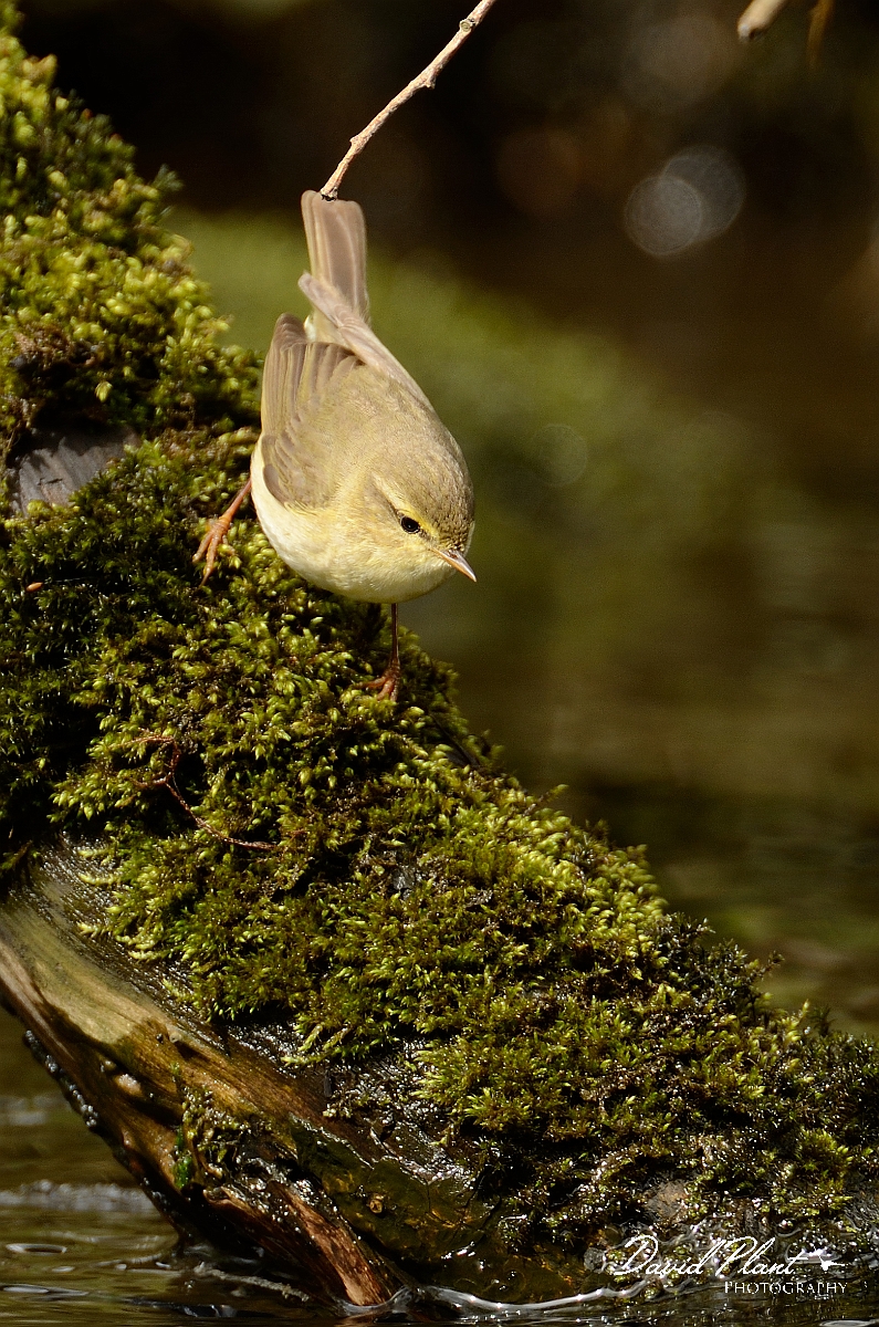 David Plant Photography - Wildlife Photography - Willow warbler - G.jpg - Willow warbler on mossy branch - Gwynedd