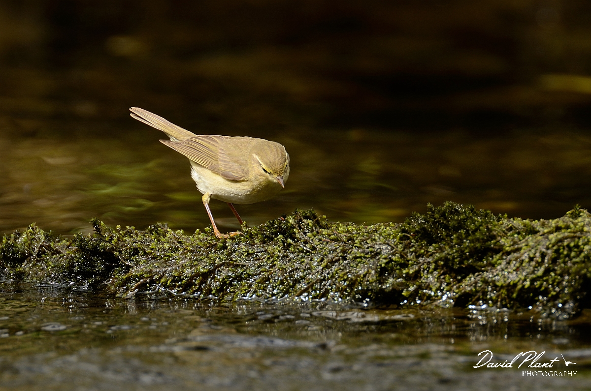 David Plant Photography - Wildlife Photography - Willow warbler - H.jpg - Willow warbler on mossy waters edge - Gwynedd